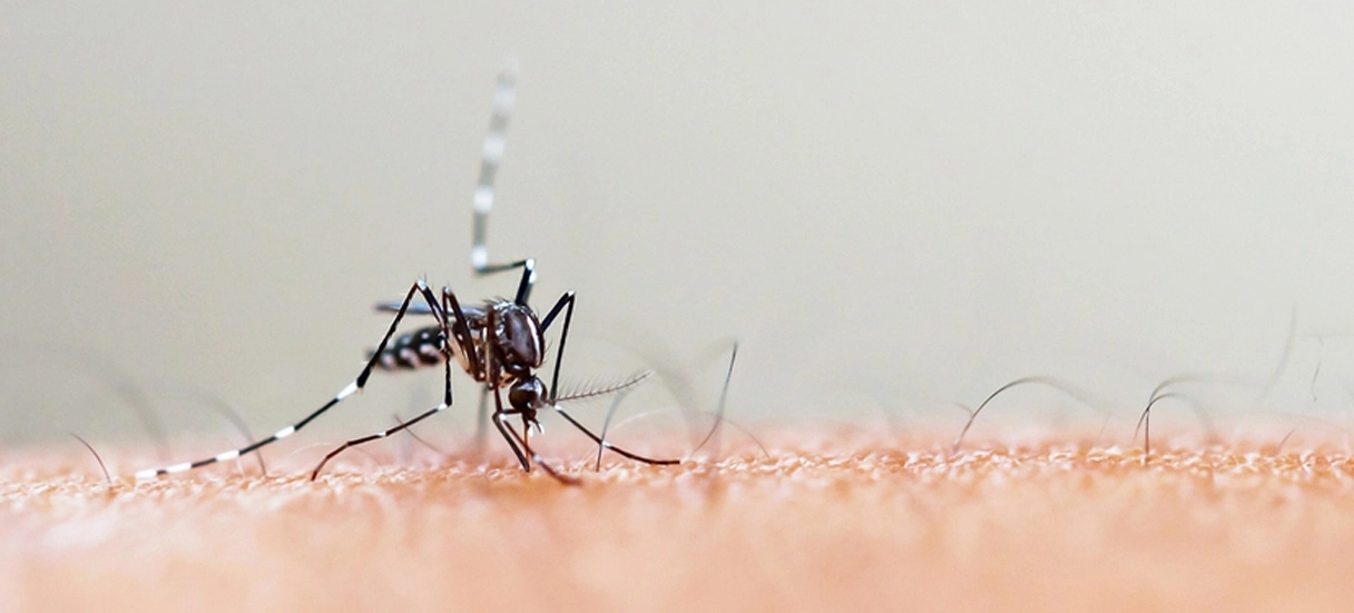 Imagem da notícia Suspeita de dengue? Descubra como aliviar os sintomas de forma segura