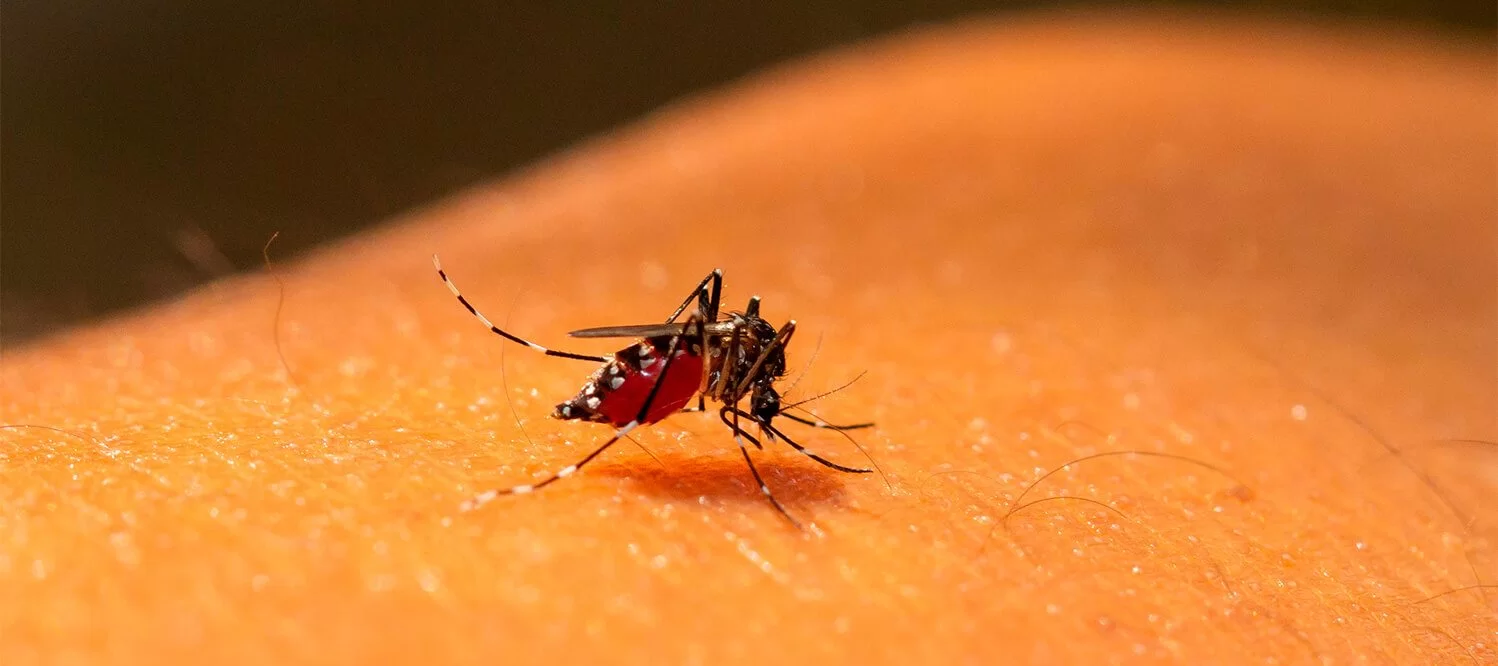 Imagem da notícia Dengue, Zika, Chikungunya e Gripe: tratamentos e principais diferenças entre elas