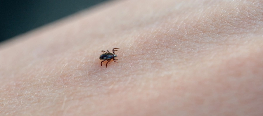 Imagem da notícia Febre maculosa: por que a doença do carrapato é tão perigosa?