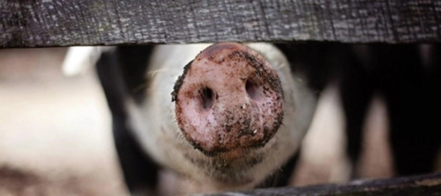 Imagem da notícia Quais são os sintomas de gripe suína e como tratá-los?