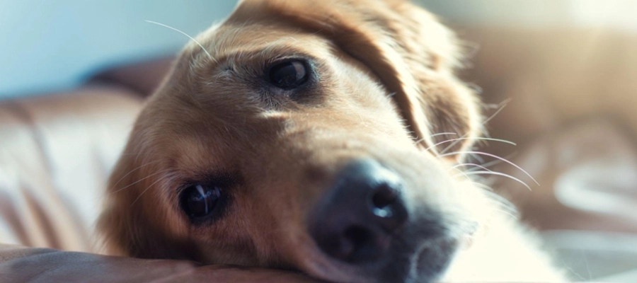 Imagem da notícia Pode dar Buscopan para cachorro? Quantas gotas? Saiba mais