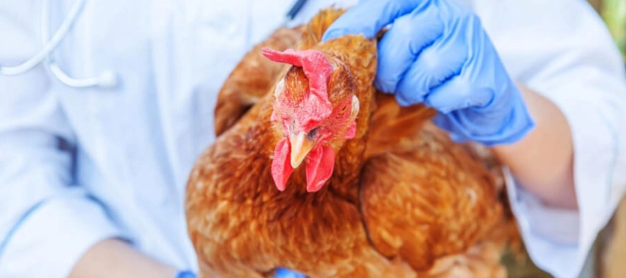 Imagem da notícia Gripe aviária H5N2 em humanos: riscos, prevenção e tratamento