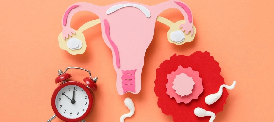 Imagem da notícia Sistema reprodutor feminino: conheça as principais funções e órgãos