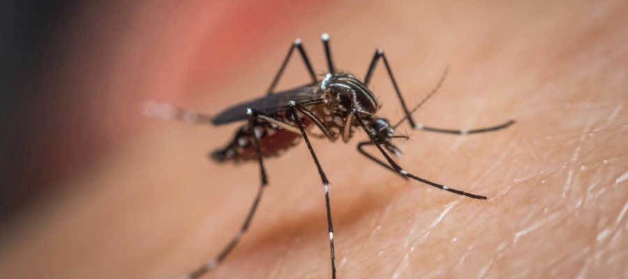 Imagem da notícia Dengue dá dor na barriga e diarreia? Quando esses sintomas se manifestam?