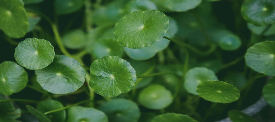 Imagem da notícia Centella asiática: o que é, benefícios e como usar