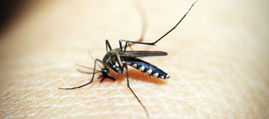 Imagem da notícia Sintomas de dengue: como diagnosticar e tratar cada quadro?