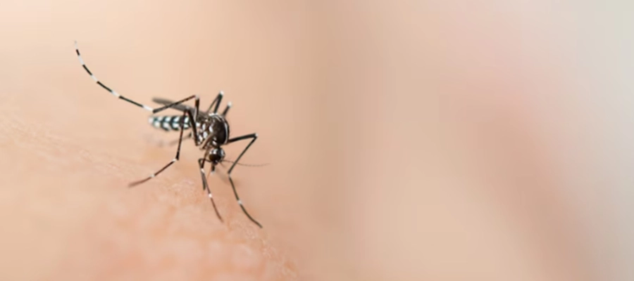 Imagem da notícia Dengue hemorrágica ou grave? Conceito e principais sintomas